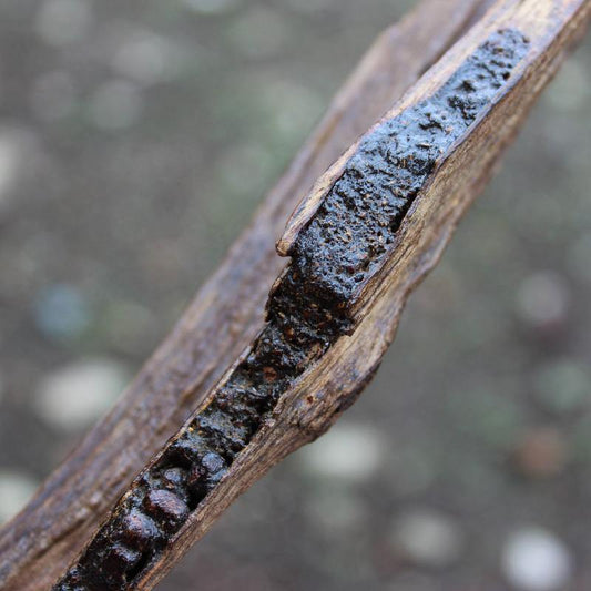 Agarwood - A Scent more valuable than Gold - MHGboutique